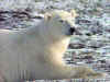 Polarbear