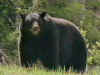 American Black Bear