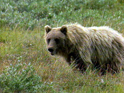 Grizzly Bear (Ursus Arctos)